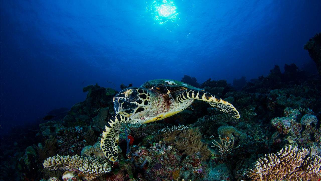 Vakkaru Maldives - 30 Percent Off On Seaplane Transfers For Stays Until 19 Dec 2025 Thulhaadhoo Extérieur photo